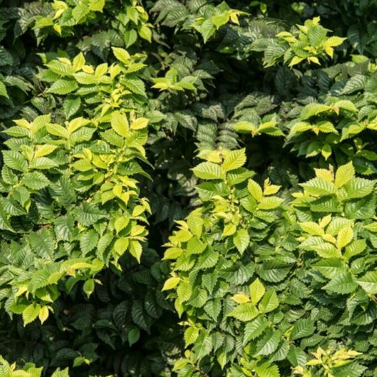 Ulmus hollandica ‘Jacqueline Hillier’ 3L 5023242391960